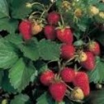 Горска ягода - Fragaria vesca