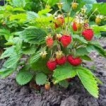 Горска ягода билка - Fragaria vesca