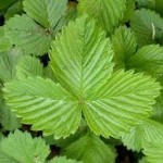 Горска ягода лист - Fragaria vesca