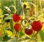 Random image: Горска ягода стрък - Fragaria vesca