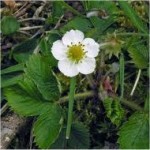 Горска ягода цвят- Fragaria vesca