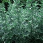 Горчив пелин - Artemisia absinthium