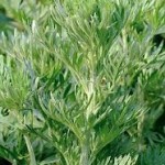 Random image: Горчив пелин билка- Artemisia absinthium