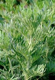 Горчив пелин билка- Artemisia absinthium
