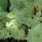 Горчив пелин лечебно растение - Artemisia absinthium