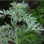 Random image: Горчив пелин стрък - Artemisia absinthium