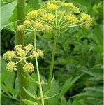 Random image: Девесил цвят- Levisticum officinale