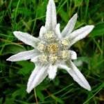 Еделвайс цвят- Leontopodium alpinum