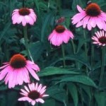 Random image: Ехинацея лечебно растение - Echinacea