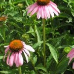 Random image: Ехинацея цвят- Echinacea