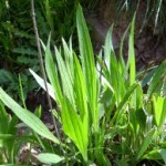 Random image: Живовлек теснолист билка - Plantago lanceolata