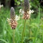 Random image: Живовлек теснолист цвят - Plantago lanceolata