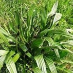 Живовлек теснолистлист - Plantago lanceolata