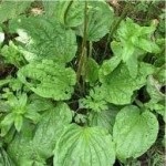 Жиловлек широколист билка - Plantago major L.