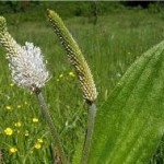 Жиловлек широколист цвят - Plantago major L.