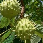 Конски кестен билка - Aesculus hippocastanum L.