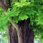 Конски кестен дърво - Aesculus hippocastanum L.