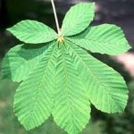 Конски кестен листа - Aesculus hippocastanum L.