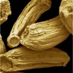 Random image: Лайка тънколистна - Matricaria chamomilla - семена