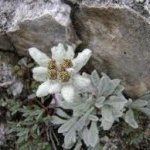 Лечебно растение Еделвайс - Leontopodium alpinum