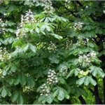 Random image: Лечебно растение Конски кестен  -  Aesculus hippocastanum L.