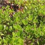 Лечебно растение Мечо грозде – Arctostaphylos uva ursi