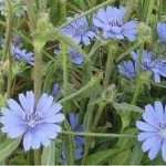 Random image: Лечебно растение Синя жлъчка -  Cichorium Intybus