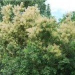 Лечебно растение Смрадлика - Cotinus coggygria Scop.