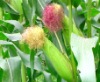 Лечебно растение Царевична коса - Stigmata Maydis