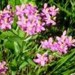 Лечебно растение Червен кантарион - Centaurium erythraea