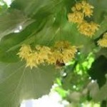 Random image: Липа сребролистна цвят- Tilia argentea Desf