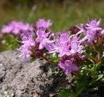 Мащерка дива лечебно растение - Thymus serpyllum