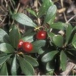 Random image: Мечо грозде билка – Arctostaphylos uva ursi