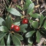 Мечо грозде билка – Arctostaphylos uva ursi