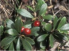 Мечо грозде билка – Arctostaphylos uva ursi