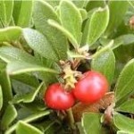 Random image: Мечо грозде плод – Arctostaphylos uva ursi