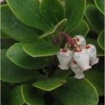 Мечо грозде цвят – Arctostaphylos uva ursi