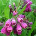 Random image: Оман черен цвят - Symphytum officinale