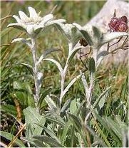 Силата на природата Еделвайс - Leontopodium alpinum