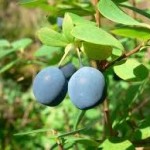 Синя боровинка билка - Vaccinium uliginosum