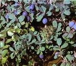 Синя боровинка лечебно растение - Vaccinium uliginosum