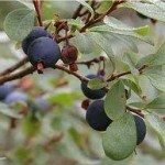 Синя боровинка плод - Vaccinium uliginosum