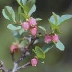 Random image: Синя боровинка цвят- Vaccinium uliginosum