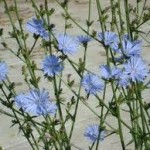 Random image: Синя жлъчка билка  -  Cichorium Intybus