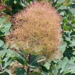 Смрадлика билка - Cotinus coggygria Scop.