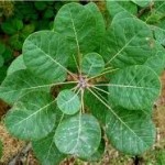 Random image: Смрадлика  лист -  Cotinus coggygria Scop.