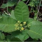 Random image: Смрадлика цвят -  Cotinus coggygria Scop.