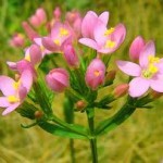 Червен кантарион цвят- Centaurium erythraea