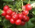Червена боровинка - Vaccinium vitis-idaea L.