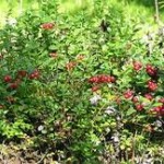 Random image: Червена боровинка билка - Vaccinium vitis-idaea L.